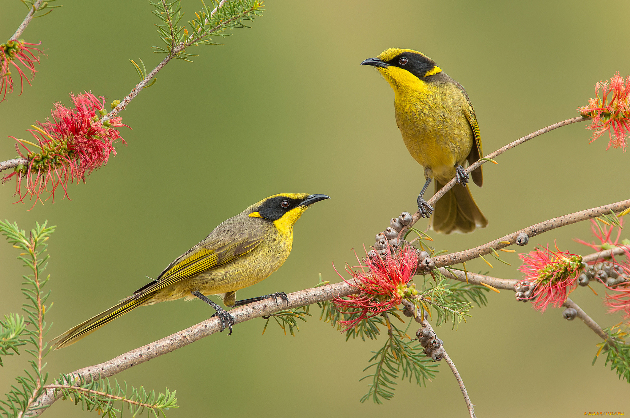 yellow-tufted honeyeater, , , 